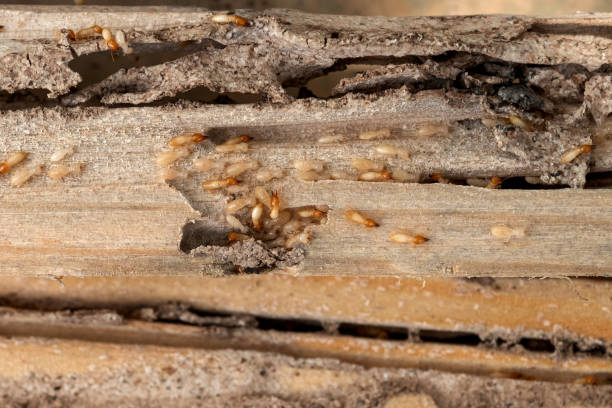 Best Mosquito Control Services  in Encinal, TX