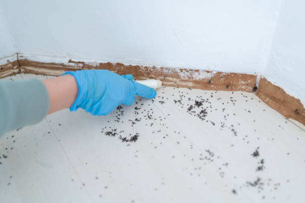 Best Wasp Removal Services  in Encinal, TX